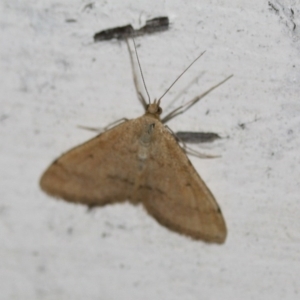 Scopula rubraria at Tathra Public School - 6 Nov 2016