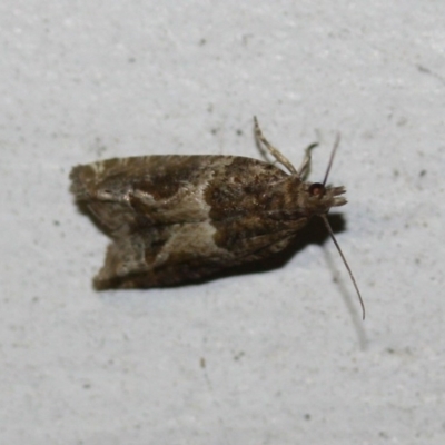 Tortricinae (subfamily) (A tortrix moth) at Tathra Public School - 6 Nov 2016 by KerryVance