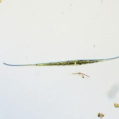 Closterium keutzingii (A freshwater algae) at Namadgi National Park - 3 Nov 2016 by KenT