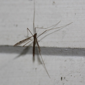 Limoniidae (family) at Tathra, NSW - 6 Nov 2016 12:00 AM