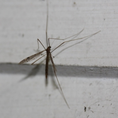 Limoniidae (family) (Unknown Limoniid Crane Fly) at Tathra, NSW - 6 Nov 2016 by KerryVance