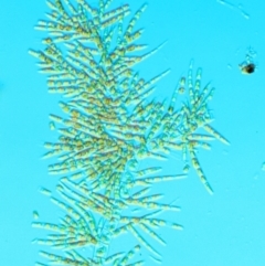 Draparnaldia sp. (A green filamentous algae) at Mount Clear, ACT - 3 Nov 2016 by KenT