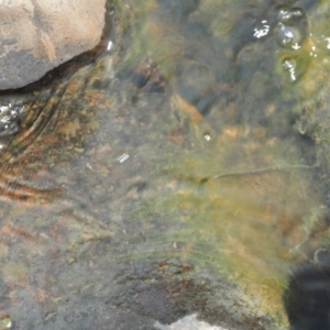 Draparnaldia sp. at Mount Clear, ACT - 3 Nov 2016 12:38 PM