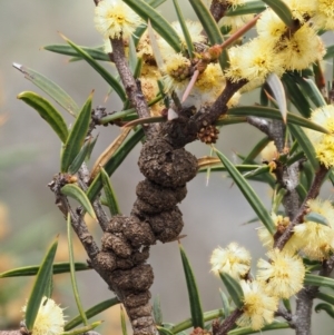 Uromycladium tepperianum s.lat. at Mount Clear, ACT - 3 Nov 2016 11:53 AM