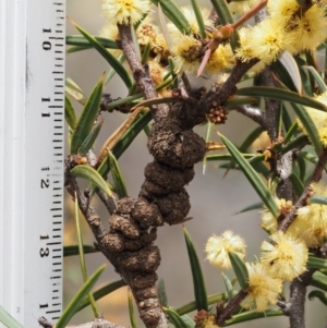 Uromycladium tepperianum s.lat. at Mount Clear, ACT - 3 Nov 2016