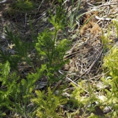 Austrolycopodium fastigiatum (Alpine Club Moss) at Rendezvous Creek, ACT - 3 Nov 2016 by KenT