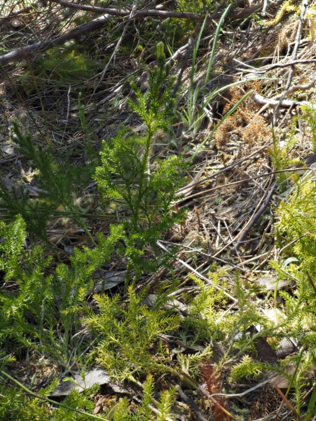 Lycopodium fastigiatum at Rendezvous Creek, ACT - 3 Nov 2016