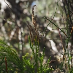 Lycopodium fastigiatum at Rendezvous Creek, ACT - 3 Nov 2016