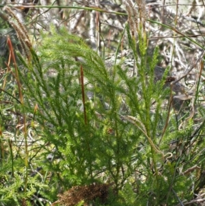 Austrolycopodium fastigiatum at Rendezvous Creek, ACT - 3 Nov 2016 01:37 PM