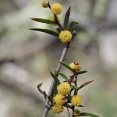 Acacia siculiformis (Dagger Wattle) at Mount Clear, ACT - 3 Nov 2016 by KenT