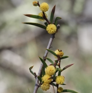 Acacia siculiformis at Mount Clear, ACT - 3 Nov 2016