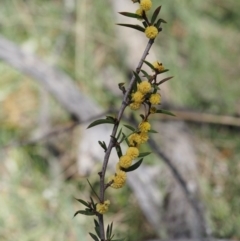 Acacia siculiformis at Mount Clear, ACT - 3 Nov 2016 11:48 AM