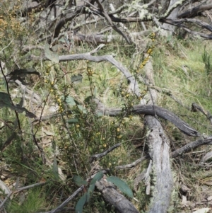 Acacia siculiformis at Mount Clear, ACT - 3 Nov 2016