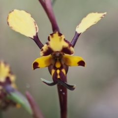 Diuris pardina (Leopard Doubletail) at Rendezvous Creek, ACT - 3 Nov 2016 by KenT