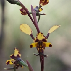 Diuris pardina at Rendezvous Creek, ACT - suppressed