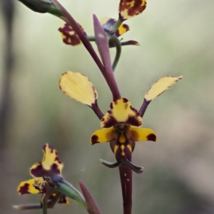 Diuris pardina at Rendezvous Creek, ACT - suppressed