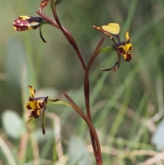 Diuris pardina at Rendezvous Creek, ACT - 3 Nov 2016