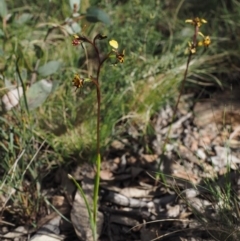 Diuris pardina at Rendezvous Creek, ACT - 3 Nov 2016