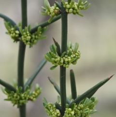 Discaria pubescens (Australian Anchor Plant) at Mount Clear, ACT - 2 Nov 2016 by KenT