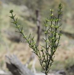 Discaria pubescens at Mount Clear, ACT - 3 Nov 2016 10:38 AM