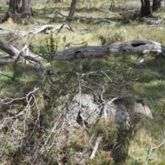 Discaria pubescens at Mount Clear, ACT - 3 Nov 2016 10:38 AM