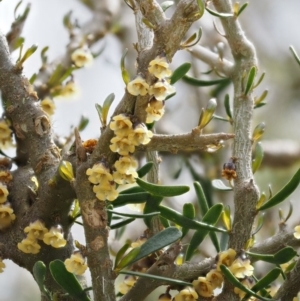 Melicytus angustifolius subsp. divaricatus at Mount Clear, ACT - 3 Nov 2016 11:10 AM