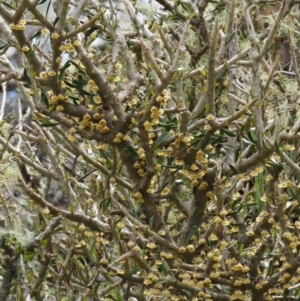 Melicytus angustifolius subsp. divaricatus at Mount Clear, ACT - 3 Nov 2016