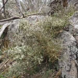 Melicytus angustifolius subsp. divaricatus at Mount Clear, ACT - 3 Nov 2016