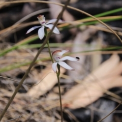 Caladenia moschata (Musky Caps) at Black Mountain - 6 Nov 2016 by petersan