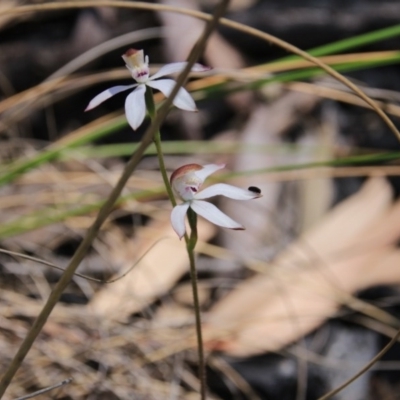 Caladenia moschata (Musky Caps) at Acton, ACT - 6 Nov 2016 by petersan