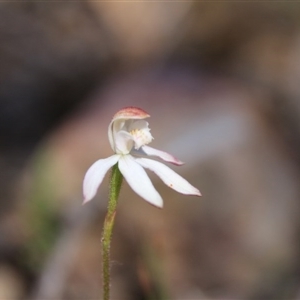 Caladenia moschata at Point 5154 - suppressed