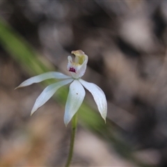 Caladenia moschata at Point 5154 - suppressed