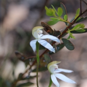 Caladenia moschata at Point 5154 - suppressed