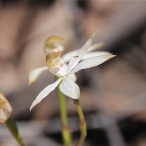 Caladenia moschata at Point 5154 - suppressed