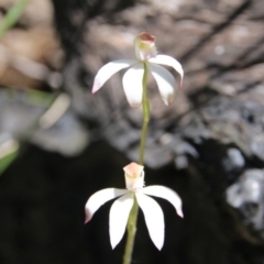Caladenia moschata (Musky Caps) at Canberra Central, ACT - 7 Nov 2016 by petersan