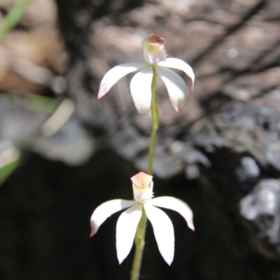 Caladenia moschata (Musky Caps) at Canberra Central, ACT - 7 Nov 2016 by petersan