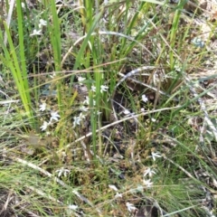 Caladenia moschata at Canberra Central, ACT - suppressed