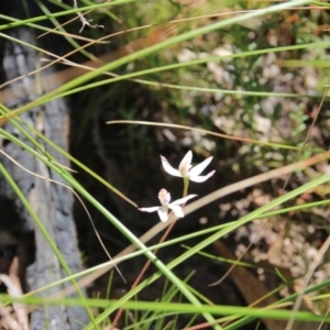 Caladenia moschata at Canberra Central, ACT - suppressed