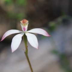 Caladenia moschata (Musky Caps) at Black Mountain - 6 Nov 2016 by petersan