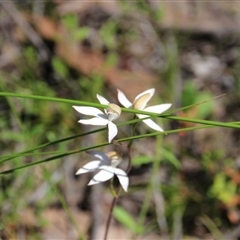 Caladenia moschata at Point 5154 - suppressed