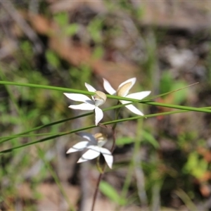 Caladenia moschata at Point 5154 - suppressed