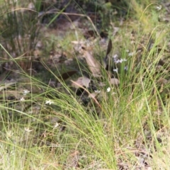 Caladenia moschata at Undefined Area - suppressed