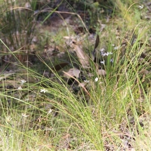 Caladenia moschata at Point 5154 - suppressed