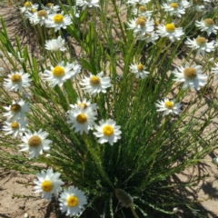 Rhodanthe anthemoides (Chamomile Sunray) at Molonglo Valley, ACT - 7 Nov 2016 by RichardMilner