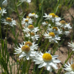 Rhodanthe anthemoides at Molonglo River Reserve - 7 Nov 2016