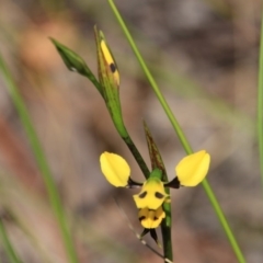 Diuris sulphurea (Tiger Orchid) at Canberra Central, ACT - 7 Nov 2016 by petersan