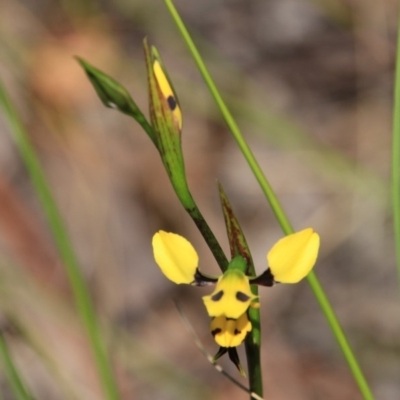 Diuris sulphurea (Tiger Orchid) at Black Mountain - 6 Nov 2016 by petersan