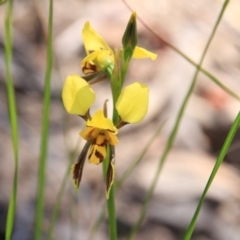 Diuris sulphurea at Canberra Central, ACT - suppressed