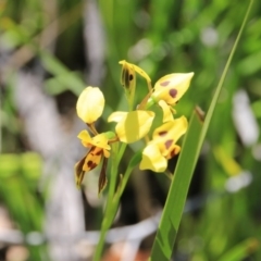 Diuris sulphurea at Canberra Central, ACT - 7 Nov 2016