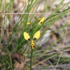 Diuris sulphurea (Tiger Orchid) at Black Mountain - 6 Nov 2016 by petersan